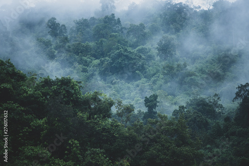 Fototapeta Naklejka Na Ścianę i Meble -  tropical forest morning scene, wildness forest view