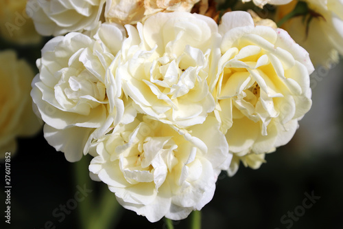 Rose blanche symbole de pureté