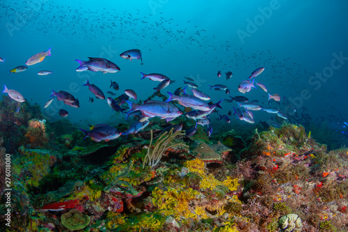 Schools of Creole Wrasse in the beautiful coral and blue waters of the Caribbean off the island of Grenada.