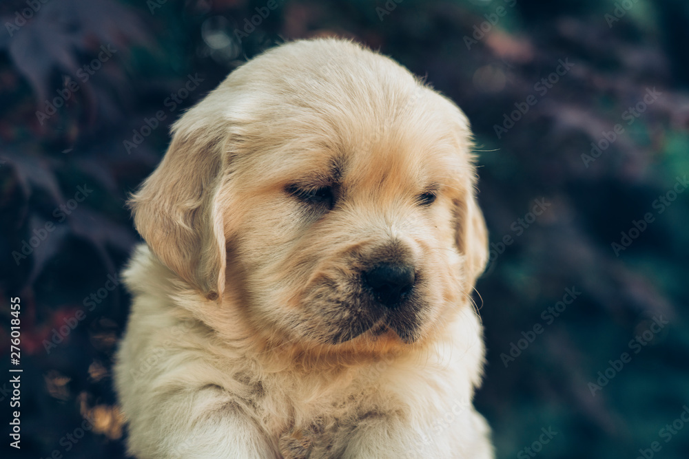 A portrait of a cute one month Golden Retriever puppy in the garden.