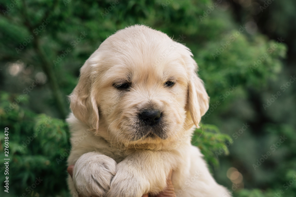 A portrait of a cute one month Golden Retriever puppy in the garden.