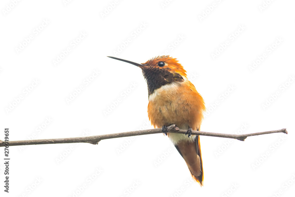 Fototapeta premium Hummingbird