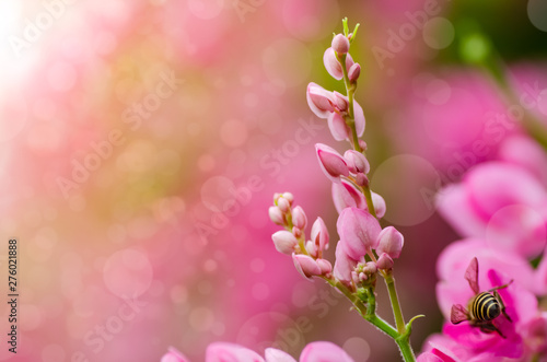 Pink background with the Bokeh and pink flowers on the front. photo