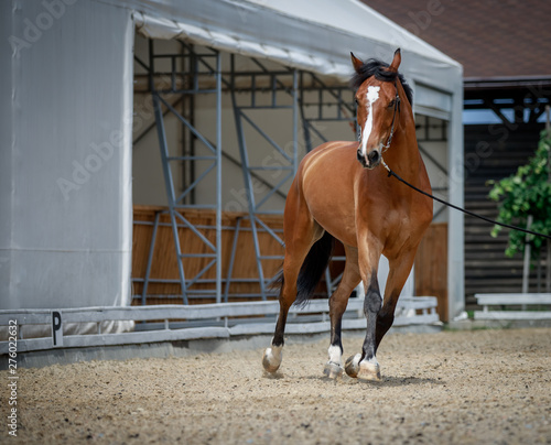 Handsome bay stallion runs
