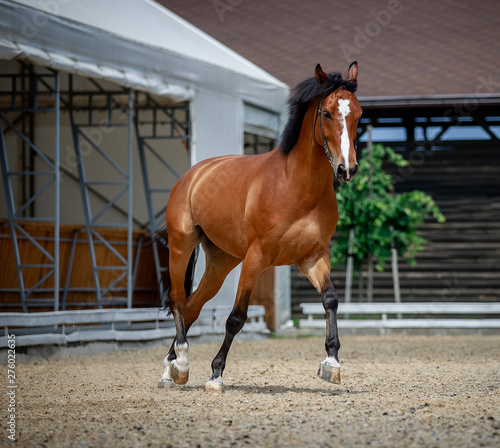 Handsome bay stallion runs © Елизавета Мяловская