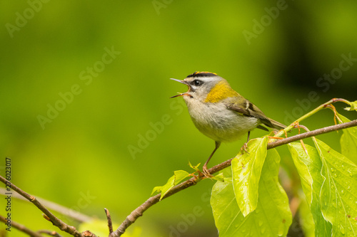 Beautiful, colorful bird singing from a branch against a green forest background. Common firecrest (Regulus ignicapilla). Bieszczady. Poland