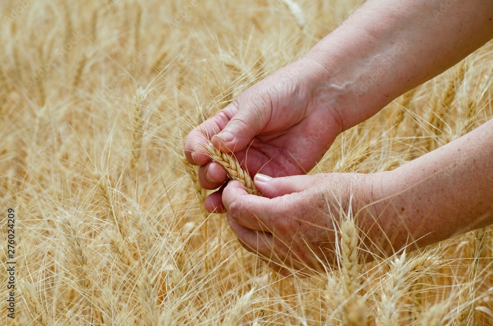 Female busy hands hold ears of rye wheat on an agricultural field, a symbol of the country - obrazy, fototapety, plakaty 