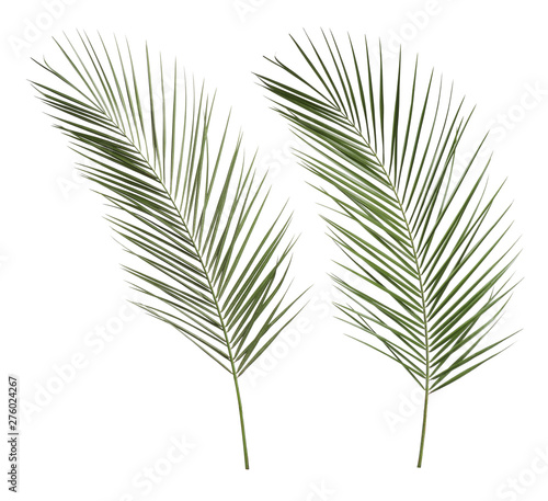 Set of green tropical leaves on white background