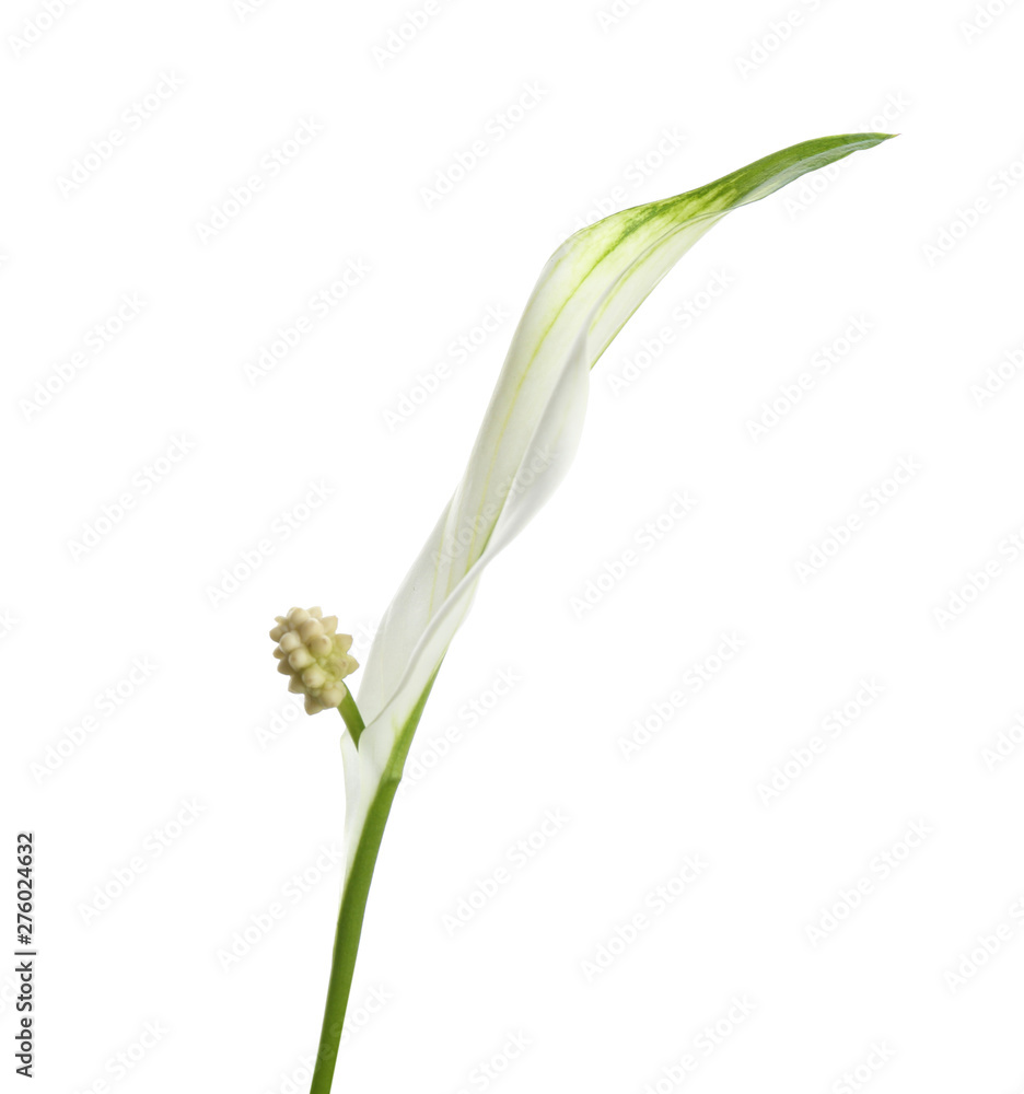 Beautiful peace lily plant on white background Beautiful peace lily plant on white background