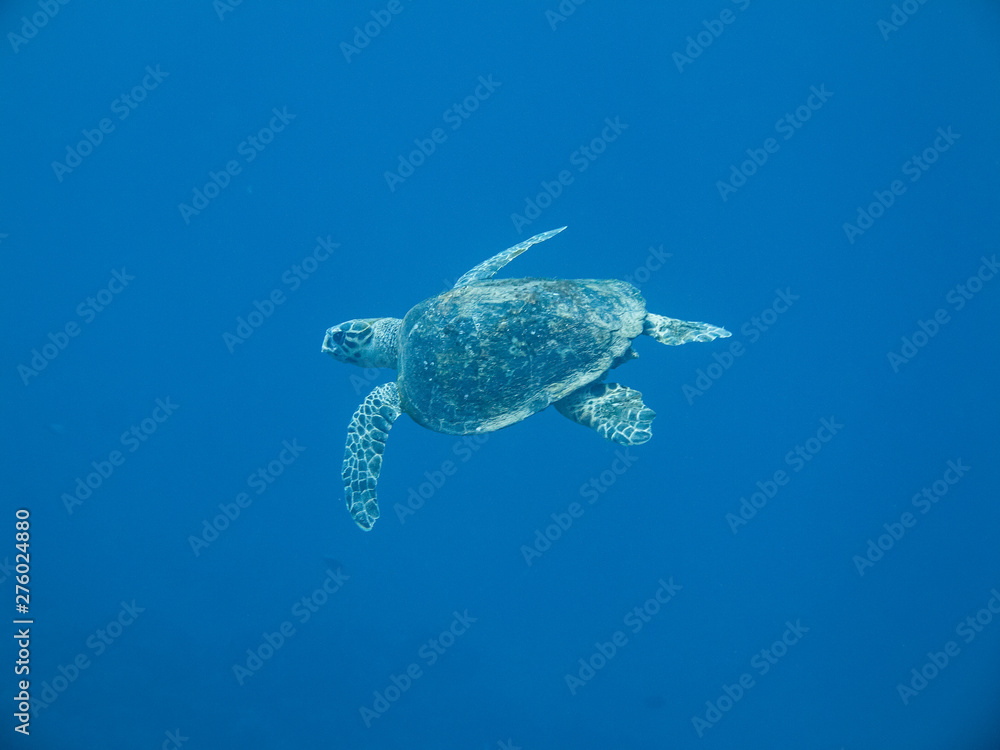 Fotografie Turtle in Red Sea, Aqaba, Jordan