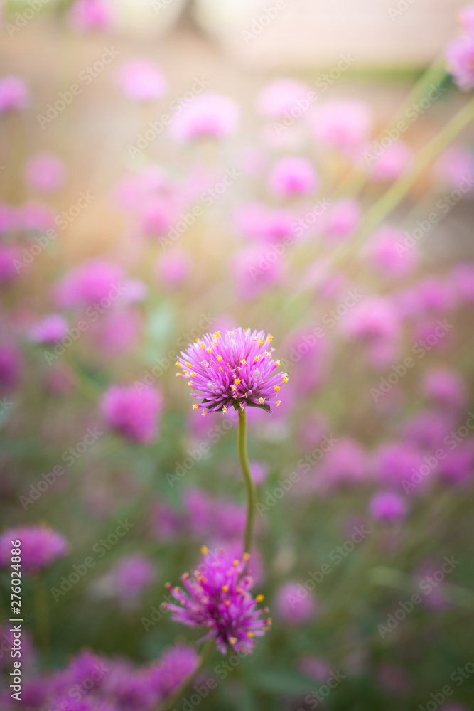 Fototapeta premium The background image of the colorful flowers