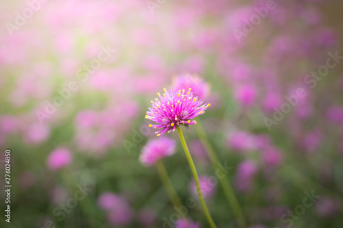 The background image of the colorful flowers