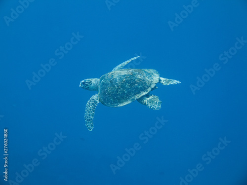 Turtle in Red Sea, Aqaba, Jordan © marketanovakova