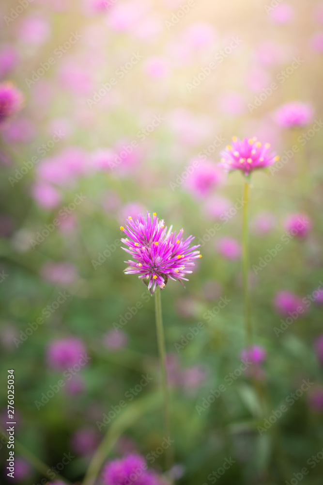 Fototapeta premium The background image of the colorful flowers