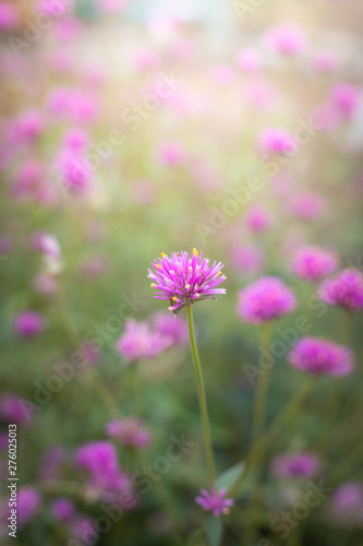 The background image of the colorful flowers