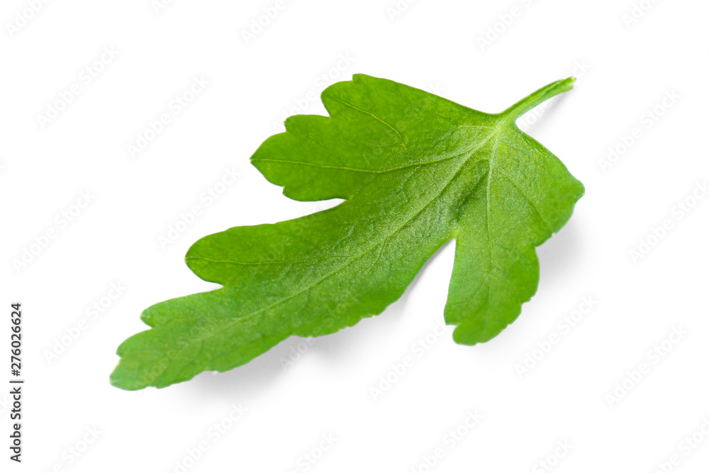 Fresh green organic parsley on white background Fresh green organic parsley on white background