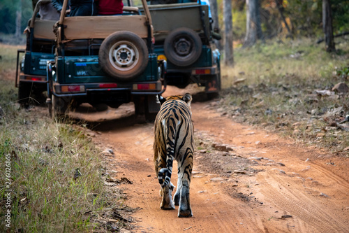 Wild Bengal Tiger Walking Behind Safari Trucks