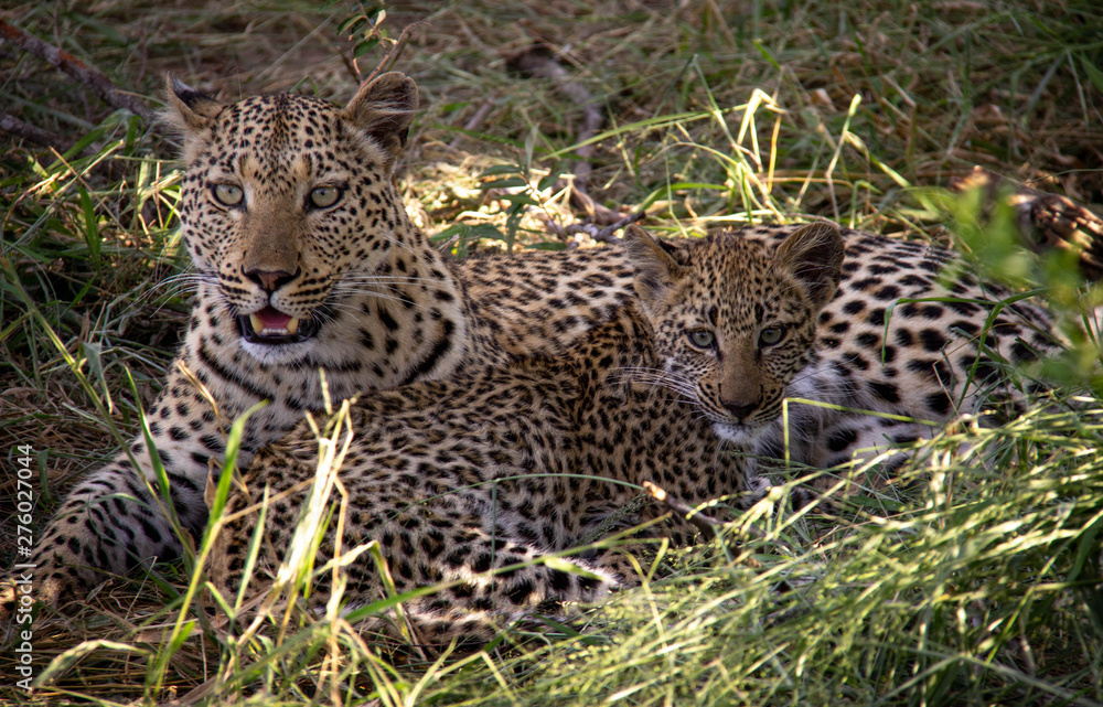 African animals African animals
