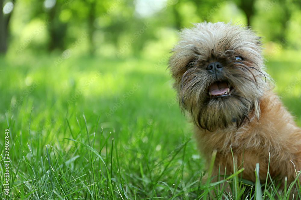 Cute fluffy dog on green grass in park. Space for text Cute fluffy dog on green grass in park. Space for text