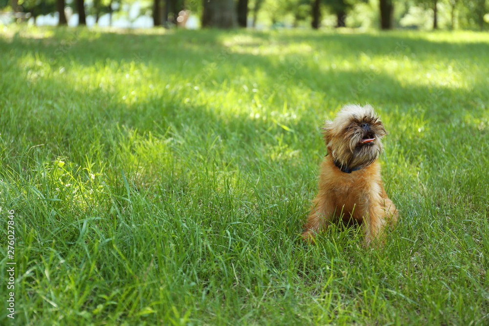 Fototapeta premium Cute fluffy dog on green grass in park. Space for text