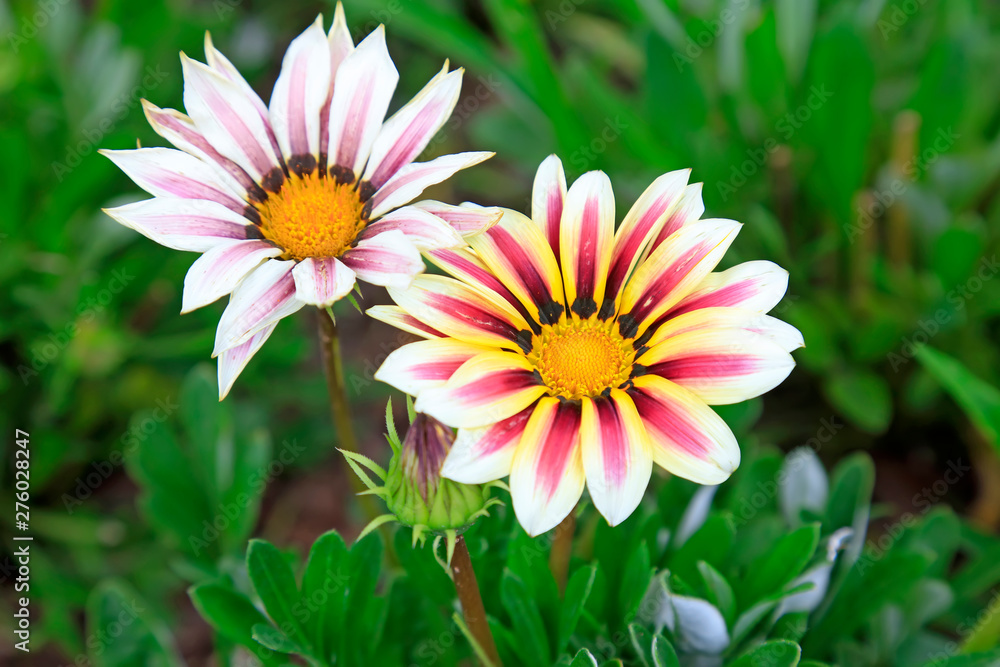 Fototapeta premium Flowers in the park