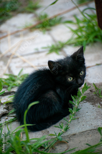 Fototapeta Naklejka Na Ścianę i Meble -  Gray and black kittens play on a good day