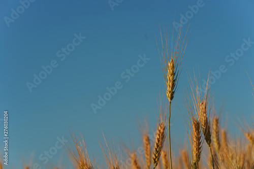 Wheat field at sunset. Rural scenery under shining sunlight. Agricultural landscape, countryside, harvest