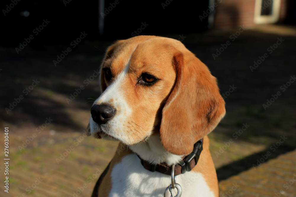 Young female beagle