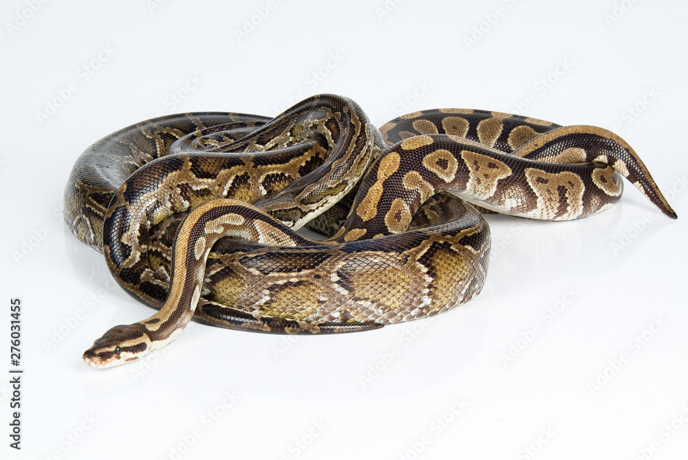 Royal Python Royal Python