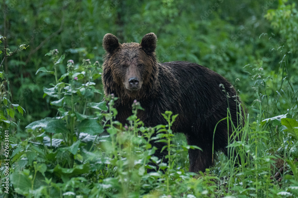 Brown bear (Ursus arctos) feedeing on a forest meadow. Bieszczady Mountains. Poland Brown bear (Ursus arctos) feedeing on a forest meadow. Bieszczady Mountains. Poland