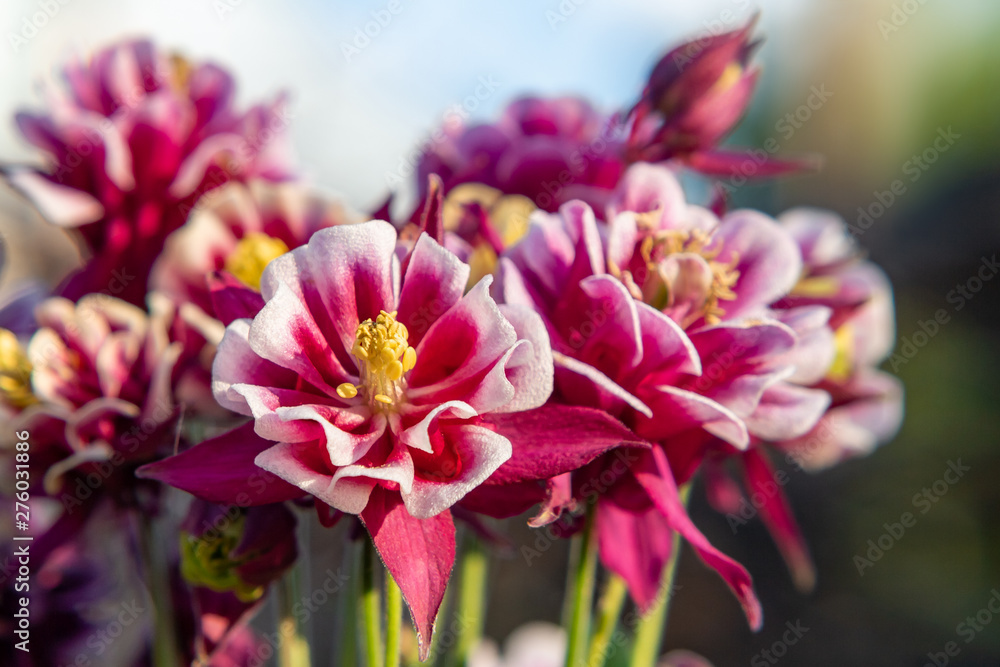 Burgundy flowers terry aquilegia Winky on a bed in the summer garden close-up Burgundy flowers terry aquilegia Winky on a bed in the summer garden close-up
