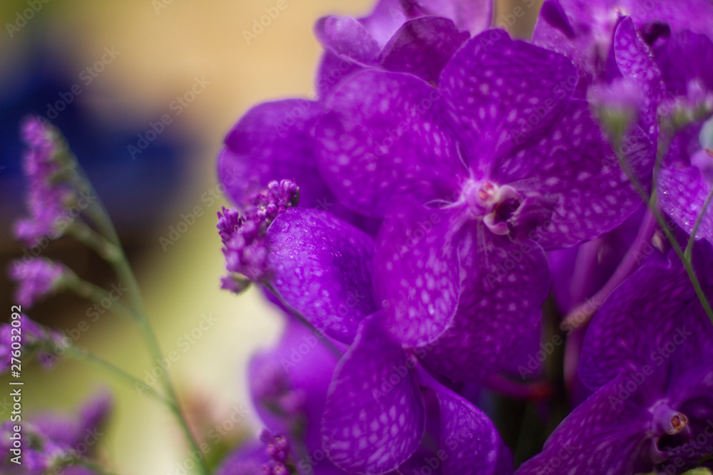 Purple orchid flower. Purple orchid flower.