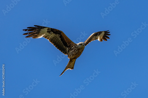 Red kite  Milvus milvus  bird of prey