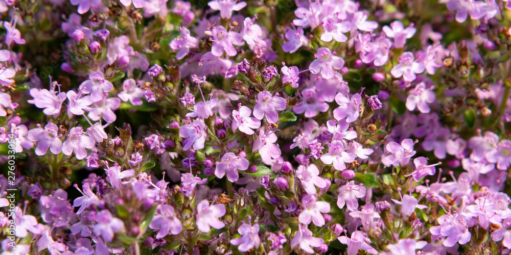 Groundcover blooming purple flowers thyme serpyllum on a bed in the garden, close up, soft selective focus Groundcover blooming purple flowers thyme serpyllum on a bed in the garden, close up, soft selective focus