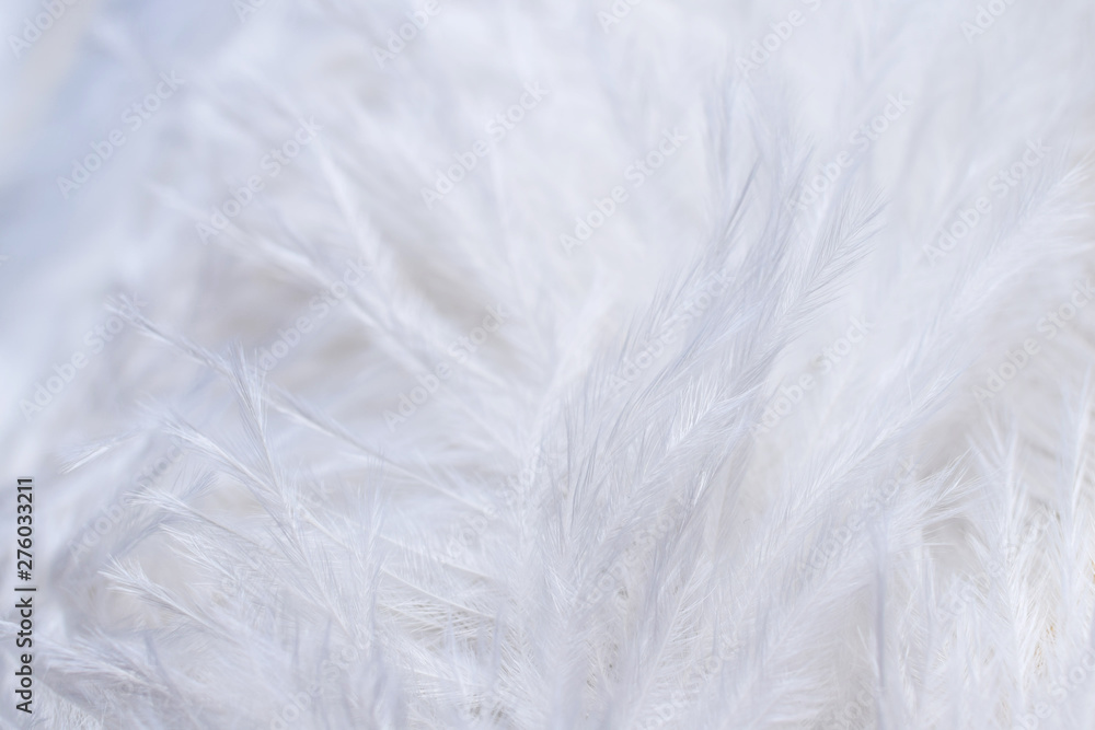 Obraz premium texture of a bunch of white fluffy ostrich feathers closeup