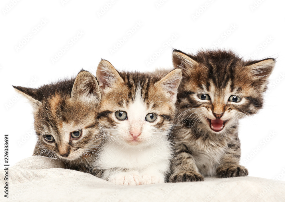 Cute funny kittens on white background