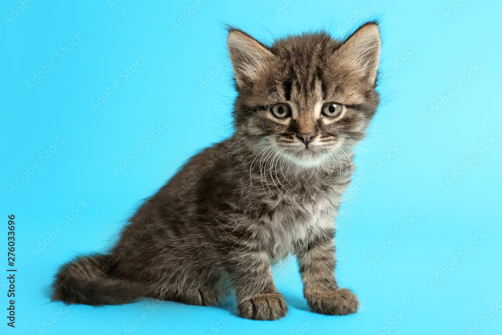 Fototapeta premium Cute funny kitten on color background