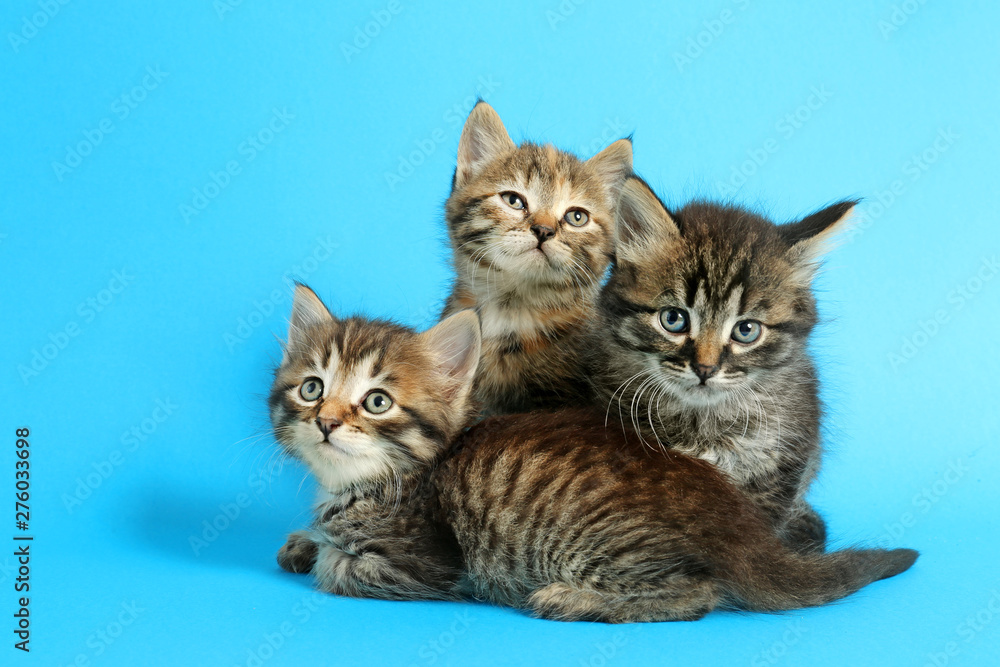 Cute funny kittens on color background