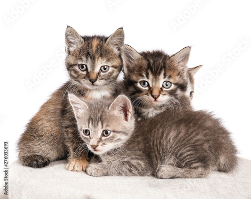 Cute funny kittens on white background © Pixel-Shot