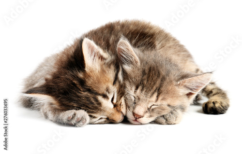 Cute sleepy kittens on white background