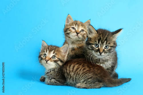 Cute funny kittens on color background