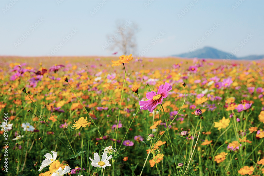 Cosmos in field with colorful.