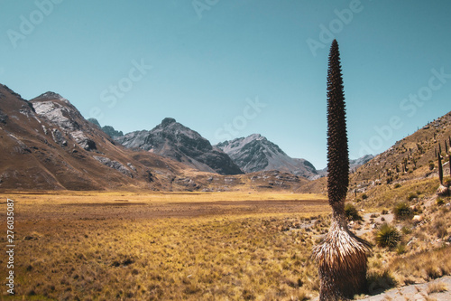 cactus field with mountains