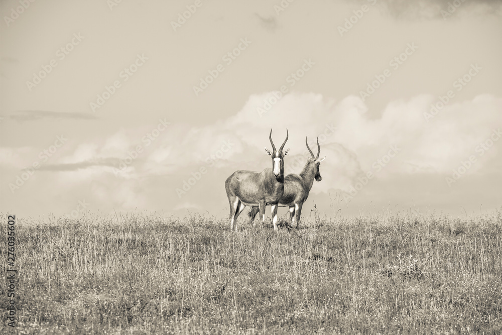 Naklejka premium African Wildlife Antelope