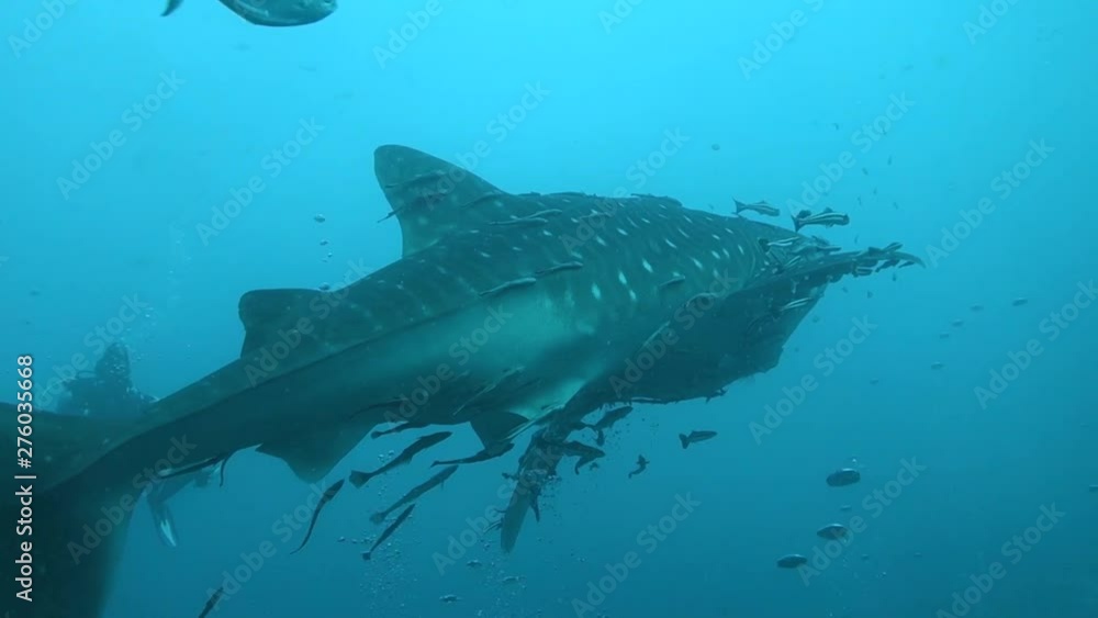 Young whale shark swims through bubbles from scuba divers down below; Koh Tao, Thailand. Young whale shark swims through bubbles from scuba divers down below; Koh Tao, Thailand.