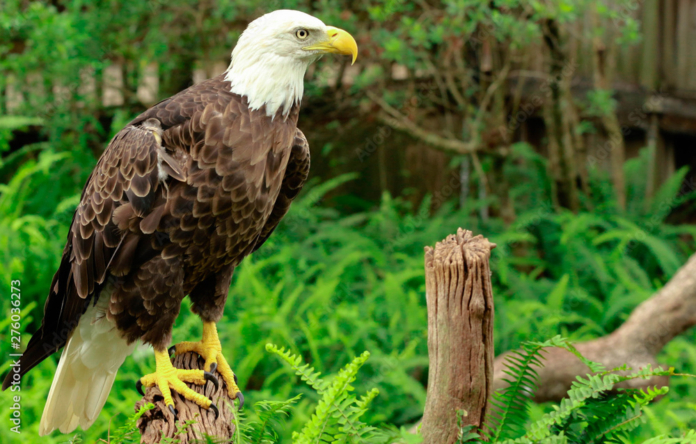 portrait of an american bald eagle / bird of prey portrait of an american bald eagle / bird of prey