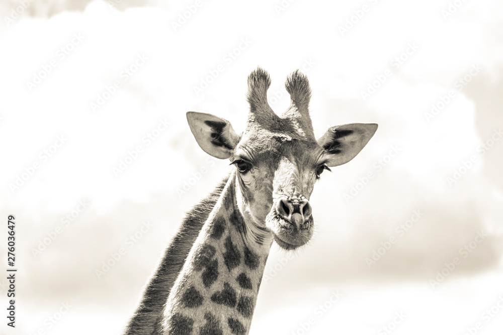 Obraz premium African Wildlife Giraffe