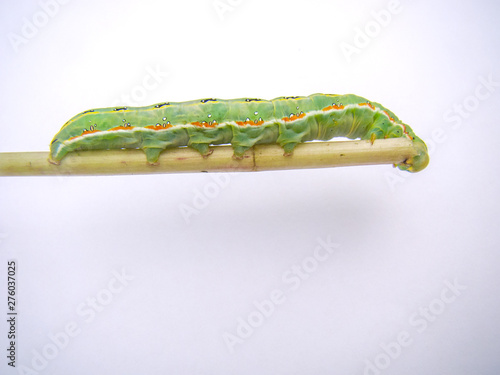 Green caterpillar eats a stalk. Beautiful white red stripe on the side. White circles with black stroke. Figure with black glasses on the back and a yellow line. On a white background. Close-up.