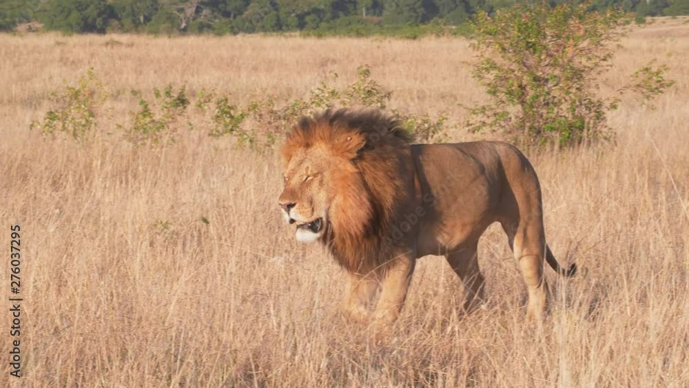 close view of a male lion approaching at masai mara national reserve in kenya, africa- 4K 60p close view of a male lion approaching at masai mara national reserve in kenya, africa- 4K 60p