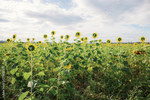 Sunflower of growing on field.